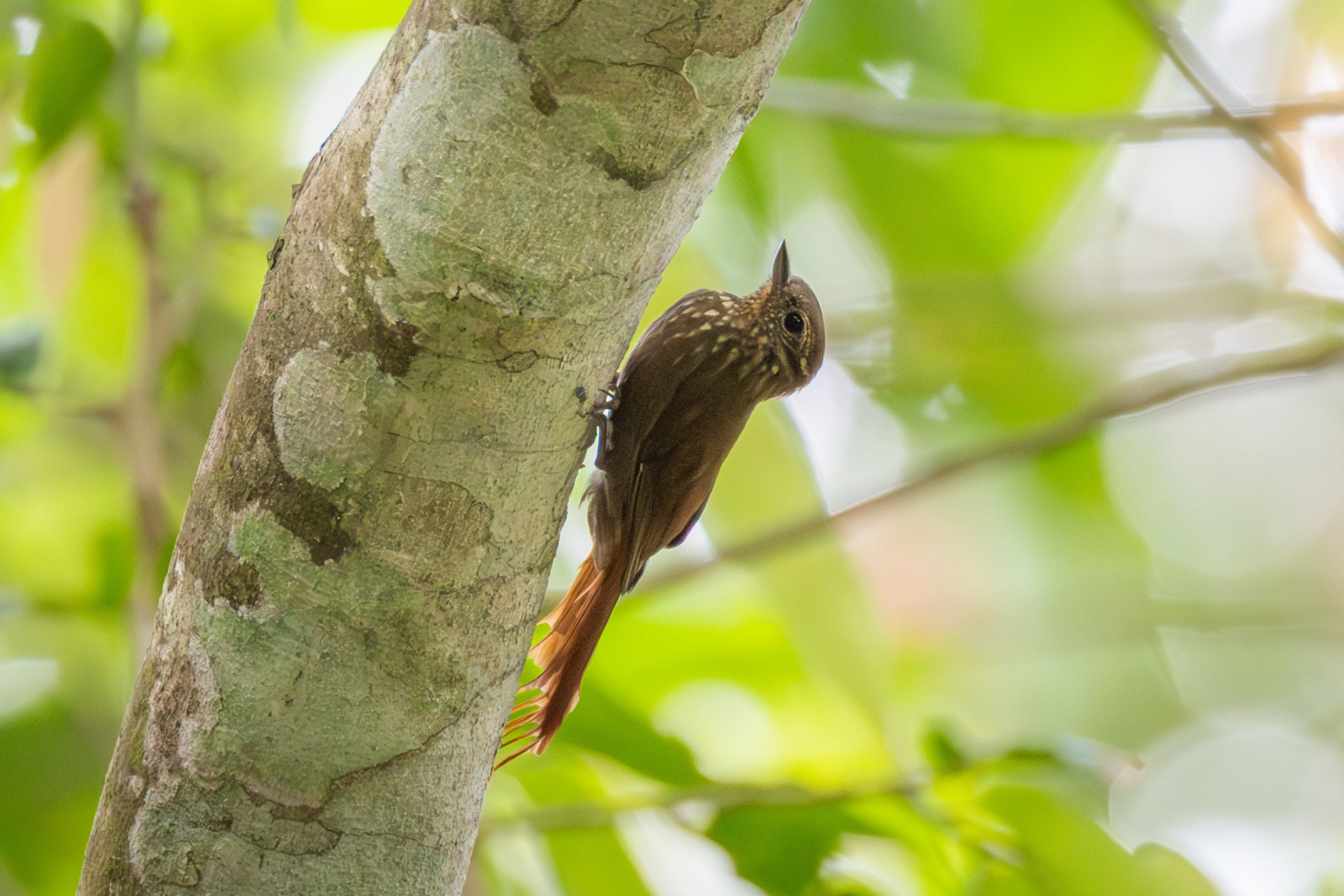 image Wedge-billed Woodcreeper